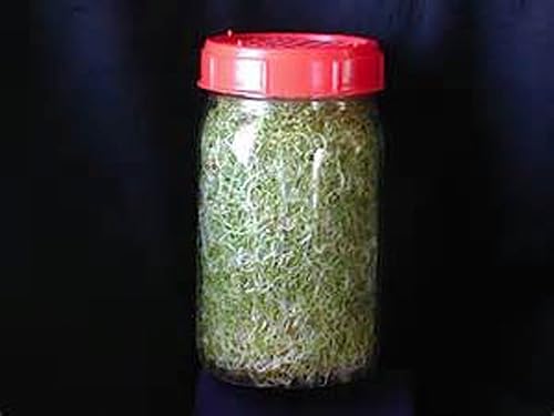 Miniatura 3 de Semillas de brócoli sin OMG para brotar brotes Microgreens (14oz de Pure Seed (70000+Seeds)). Marca Country Creek LLC.