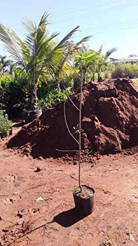 Muda De Jabuticaba Sabará e Maça Gala