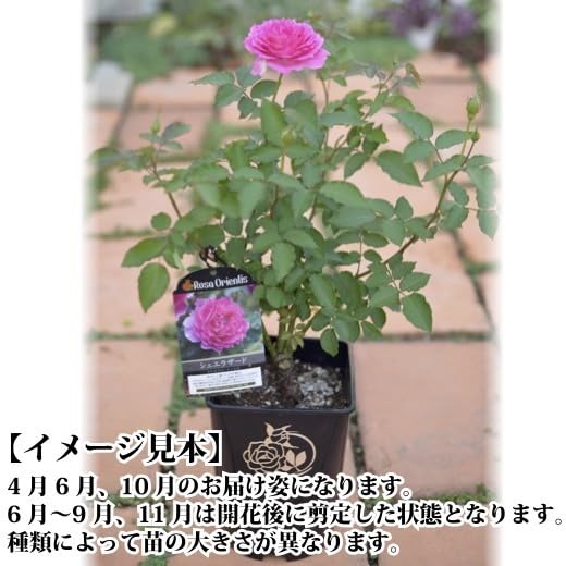 バラ開花苗 Amazon.co.jp: オルフェオ 6号鉢 春開花株 鉢植え バラ 薔薇 ロサ