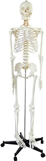 Life Size Human Skeleton Model Anatomy Bundle -180CM Includes Stand and Base with Wheels Medical Anatomical Skeleton Model Removable and Movable Parts