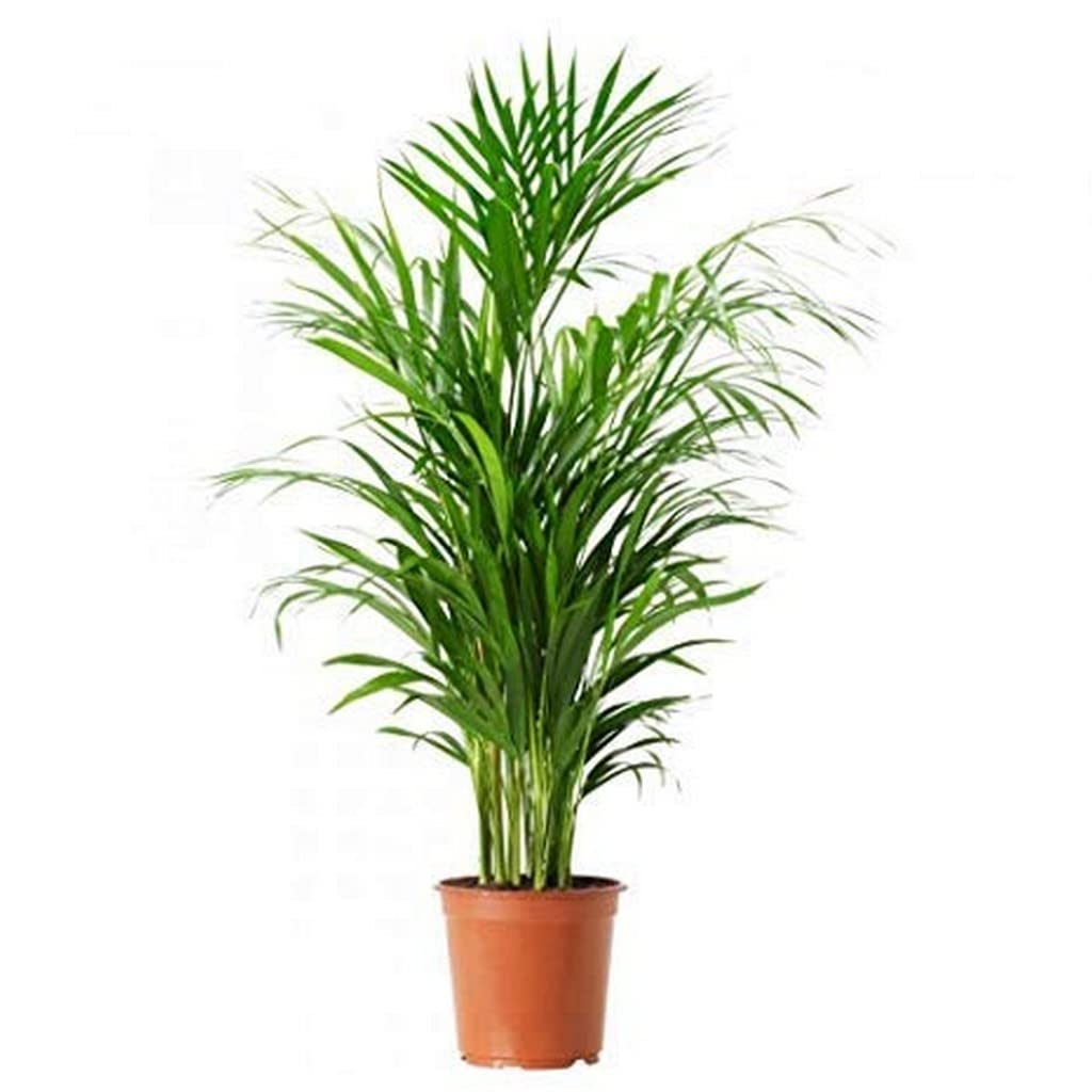 See full amazon price history chart for Creative Farmer Indoor Plant Large Live Bamboo Palm Non Toxic Nasa Clean Air Study Green Purifier Home Décor|Indoor Plants|Living Room|Air Purifying|Balcony|Decoration|,Live Plant Creative Farmer Indoor Plant Large Live Bamboo Palm Non Toxic Nasa Clean Air Study Green Purifier Home Décor|Indoor Plants|Living Room|Air Purifying|Balcony|Decoration|,Live Plant (B09L577JLJ) Amazon Price History, Amazon Price Tracker