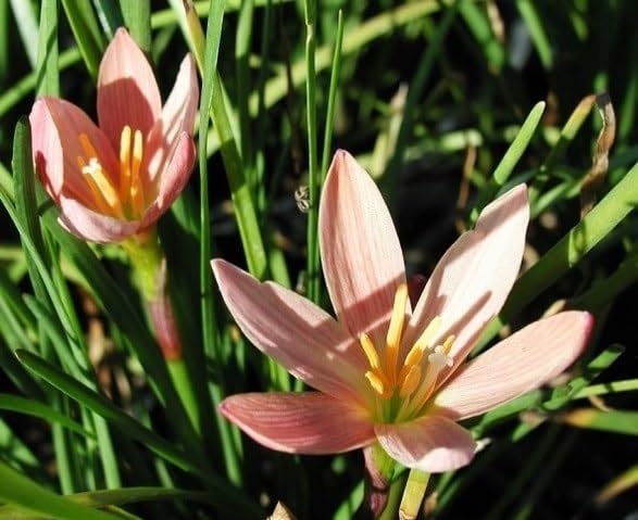 Rain lily Bulbs (Apricot/Peach color or yellowish-orangish-pinkish), Zephyranthus, Pack of Five,CF_20-image-49