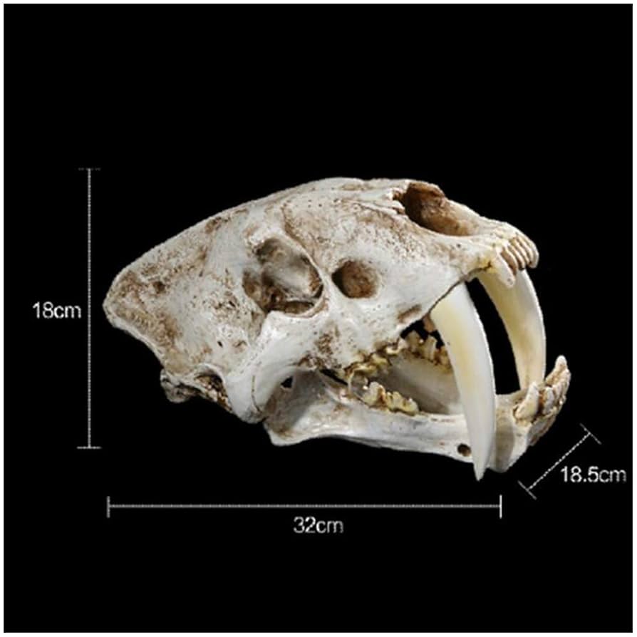 木彫　剣歯虎　ティラコスミルス　頭骨模型　1/2スケール 木彫 剣歯虎 ティラコスミルス 頭骨模型 1/2スケール - メルカリ