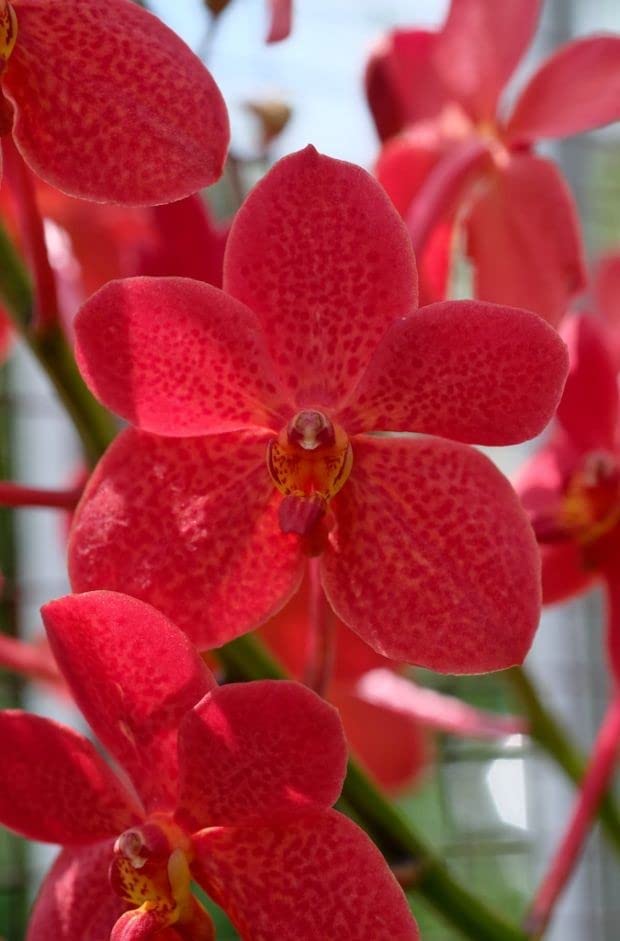 ARUSHI PLANTS MARKET VANDA ORCHID FLOWER PLANT PACK OF 1 nfgh