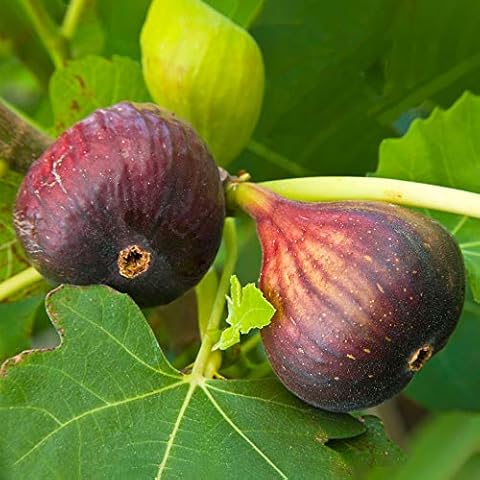 Ficus Brown Turkey Hardy Fig Fruit Tree Cover