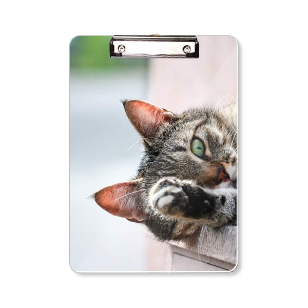 Plaque Dos A4 Chat pour écrire debout sans table ni bureau instable - 5