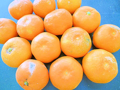 【訳あり】 和歌山産 ハウスミカン 2.2kg ハウスみかん 高糖度