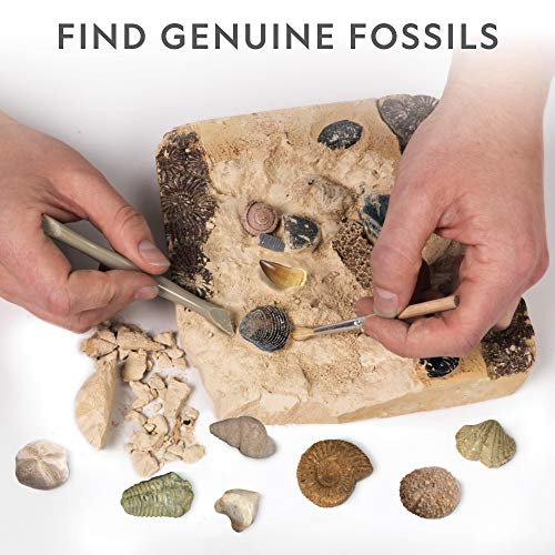 NATIONAL GEOGRAPHIC Mega Fossil Dig Kit - Excavate 15 Prehistoric Fossils Including Dinosaur Bones & Shark Teeth… - Image 3