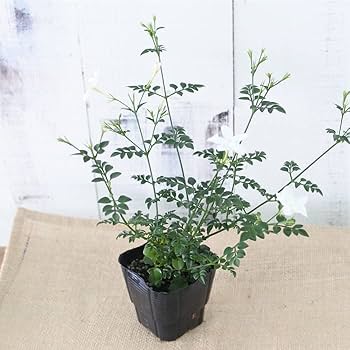 ジャスミン Amazon | 常緑低木 大輪 ジャスミン ホワイトプリンセス1株 | 植木
