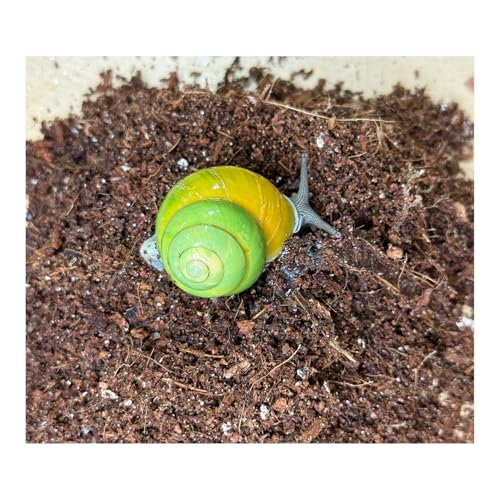 Schneckenerde für Terrarium – Natürliches Substrat für Achatschnecken & Landschnecken – Feuchtigkeitsspeicherndes Terrarium Zubehör – Rückzugsort & Eiablage für Schnecken mit Calciumcarbonat 5 Liter