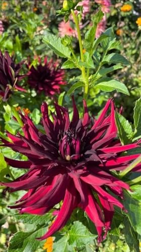 Image of SVG Imported Dahlia Flower Bulbs for Your Home and Gardening Pack of 2 Bulbs (mixedcolor)