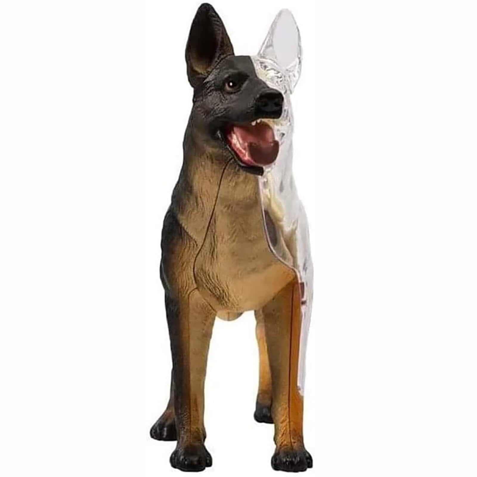Demostración didáctica de animales Parte 29 Modelo didáctico de anatomía Modelo de anatomía 4D de perro con modelo biológico desmontable