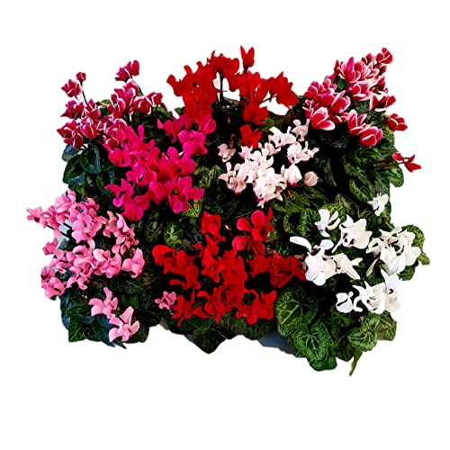 Pianta di Ciclamino in vaso da 10 cm, colori assortiti, kit da 8 pezzi, altezza 30-35 cm