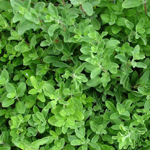 Marjoram Compact Oreganum vulgare compactum Aromatic herb Plant Popular with Bees Butterflies pollinators 9cm Pot