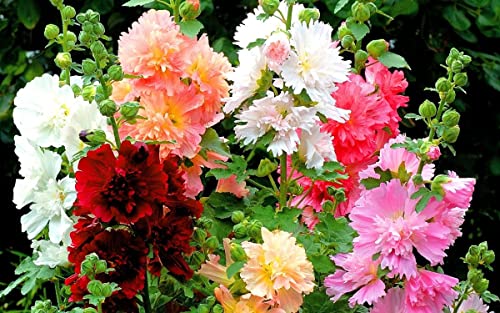 Cemeha Seeds - Hollyhock Major Mix Mallow Annual Flowers For Planting #TOP4