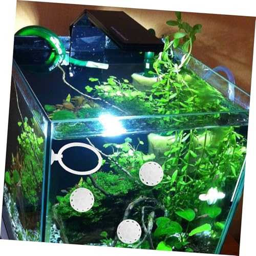 Set de entrenamiento y biofiltración para pez Betta miniatura 4