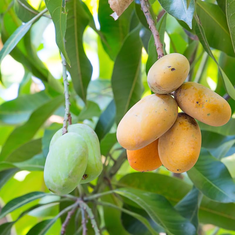 Buy Maha Chanok Mango Tree , Big Live Mango Tree, 2 to 3 Ft Tall in 3