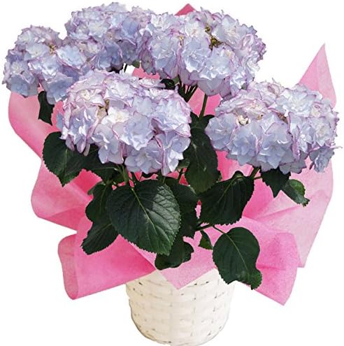 Amazon ケイコ ブルー さかもと園芸 達人のあじさい 母の日 あじさい アジサイ 紫陽花 花鉢植え 花 ギフト プレゼント 贈答品 観葉植物 オンライン通販