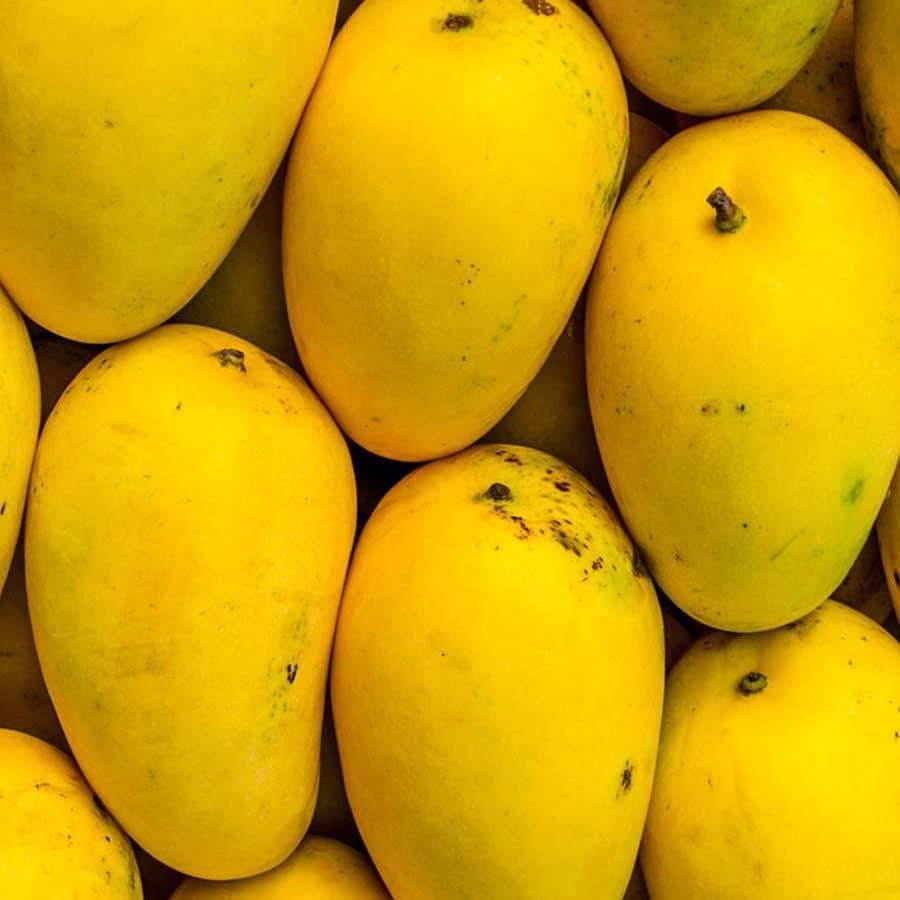 Matri Bhumi Rare Ratnagiri Alphonso Mango,Aam,Amba Fruit Grafted Healthy Live Plant "Special Variety"(Fruit After 1 Year) Pack of 1. (B0CCSS6GCQ) Amazon Price History, Amazon Price Tracker