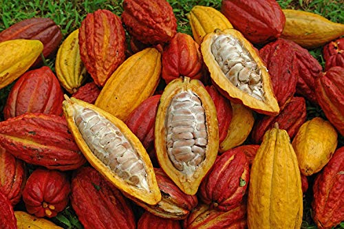 Image of M-Tech Gardens Rare Theobrama Coco Chocolate Plant Seedling Live Plant