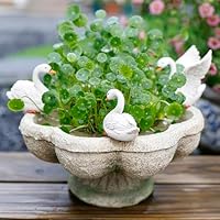 アンティーク　装飾オブジェ　フラワーポット Amazon.co.jp: 多肉植物 花 ポット ホームガーデン 部屋 テーブル 装飾