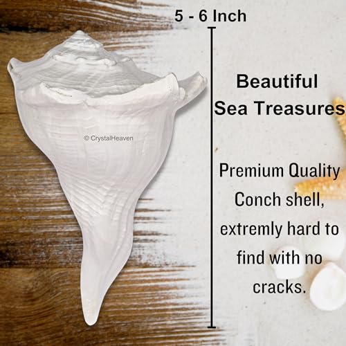 Image of Crystal Heaven Dakshinavarti Shankh Original - 5 to 6 inch inches Large Dakhinabarti Sankha for Puja Original Conch Shell - Natural Dakshinmukhi Shankh for Pooja, Meditation and Gifts