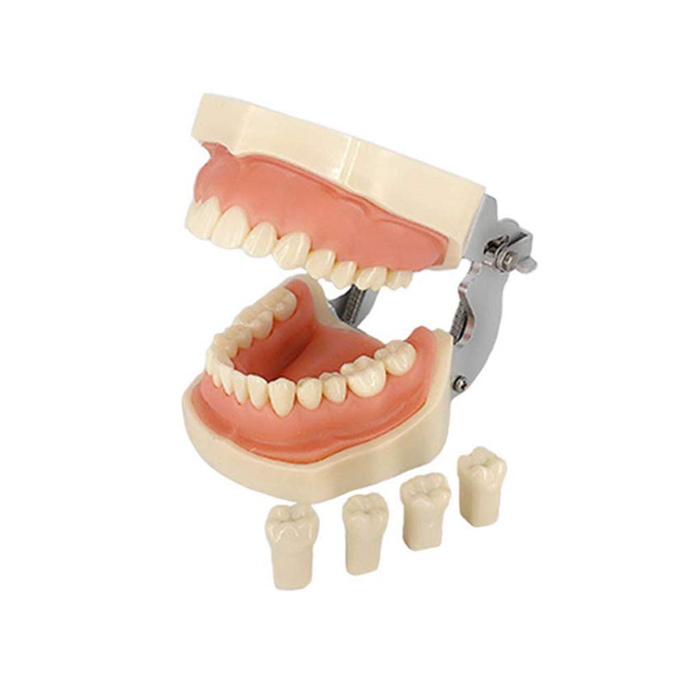 Modelo Dental Tipodonto Estándar 28 Dientes Goma Blanda Demostración Docente