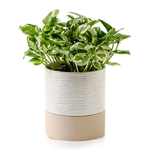 Nihow Self Watering Plant Pot: 6 Inch Ceramic Planter with Drainage Hole & Water Storage Plus for Indoor & Outdoor Plants - Cylinder Round Flower Pot for Succulent/Herbs/Violets - Cream White & Brown