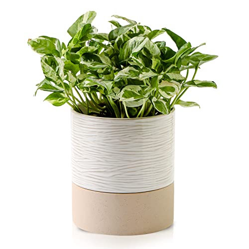 Nihow Self Watering Plant Pot: 6 Inch Ceramic Planter with Drainage Hole & Water Storage Plus for Indoor & Outdoor Plants - Cylinder Round Flower Pot for Succulent/Herbs/Violets - Cream White & Brown