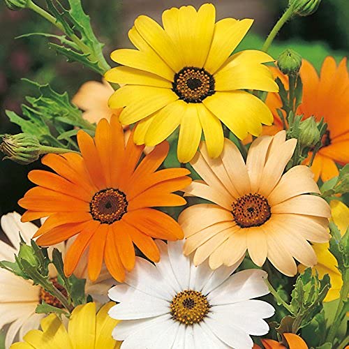 FLARE SEEDS Dimorphotheca Mix Flower Non-GMO, Pack of 200 Seeds (B09BG87S2C) Amazon Price History, Amazon Price Tracker
