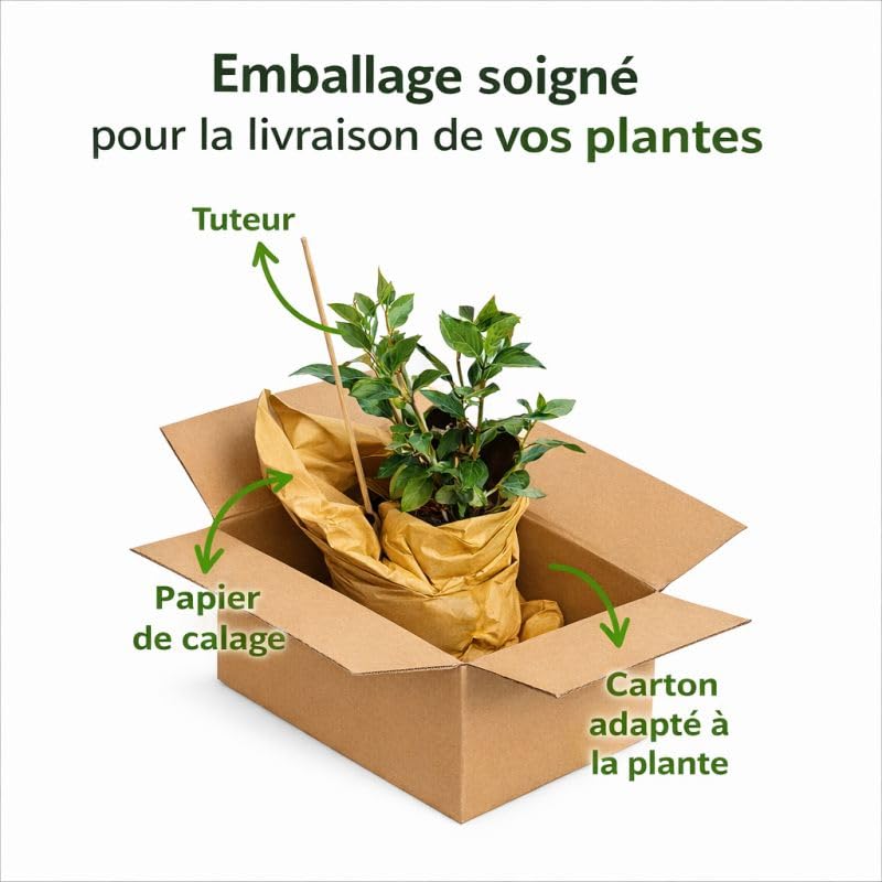 Palmier Chanvre Trachycarpus Fortunei 90/100 cm Pot 10l - Plante En Pot - Floraison Mai à Juin Exposition - Exposition Soleil ou Mi-ombre Sol