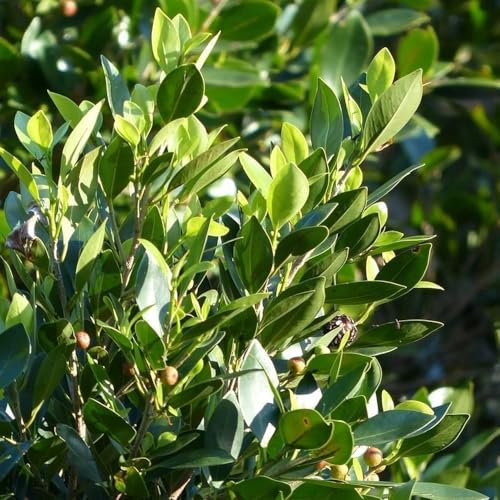 Genérico, Muda de Louro 50 a 80cm AMK - Plantas Online