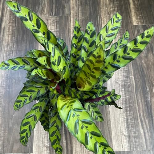semillas de la planta de arrurruz calathea, Plantas de interior que purifican el aire Semillas orgánicas, pequeño invernadero en el alféizar de la ventana, plantas resistentes en 100pcs