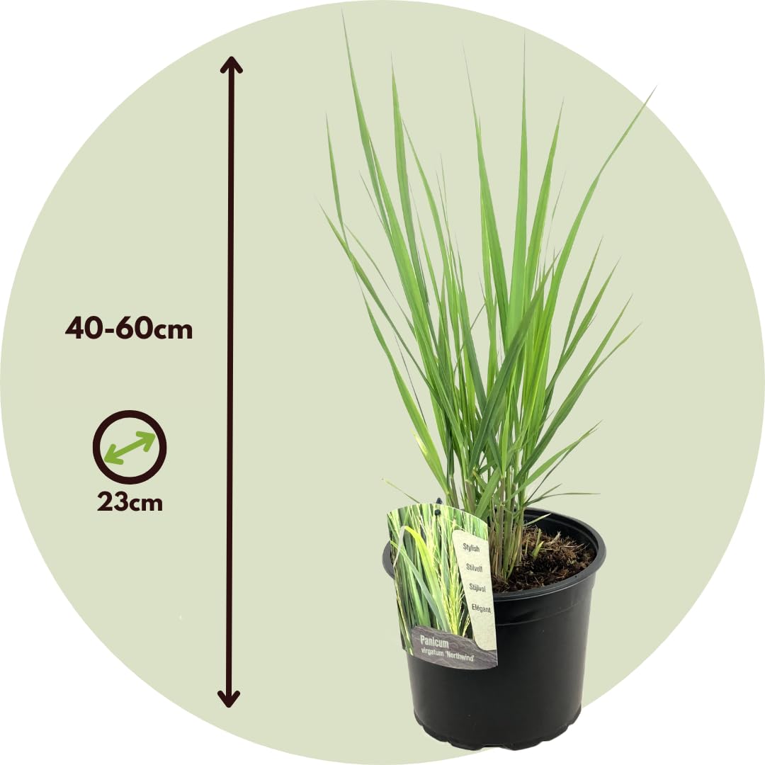 Pack De 6 Graminées Ornementales - Stipa, Festuca, Carex - Pot 10.5cm - Persistantes