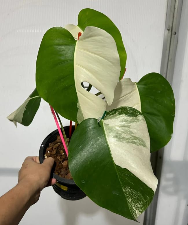 tropical pitcher plant Nepenthes Jolly Sculpture