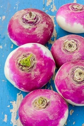 Vegetable Seeds for Planting UK, Variety Pack Varieties of Veg, Herb Grow Your Own. Easy to Grow Indoor, Outdoor Non-GMO (Turnip Purple Top White Globe 2100 Seeds)