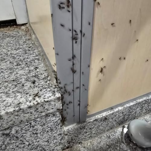 Hormigas premium