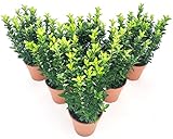Zoom IMG-1 powers to flowers euonymus green