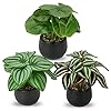 Briful 3PCS Fake Plants Potted Artificial Plants Mini Faux Plants in Black Ceramic Pots Greenery Decor for Home Office Table Room Farmhouse Indoor Decoration