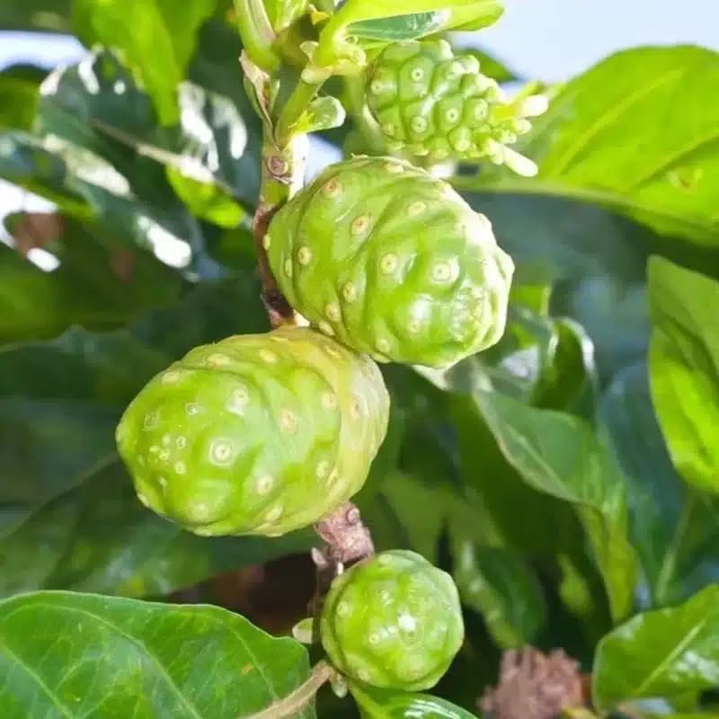 Live Plant - Noni (Morinda citrifolia) Live Fruit Tree 12”-24”