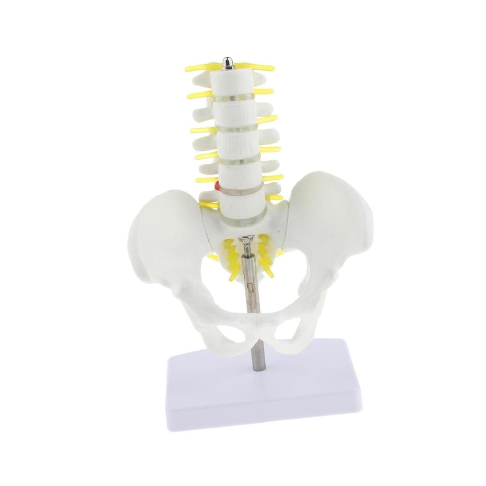 Mini miednica ludzka z 5 kręgami lędźwiowymi szkielet anatomiczny Model medyczne materiały dla studentów