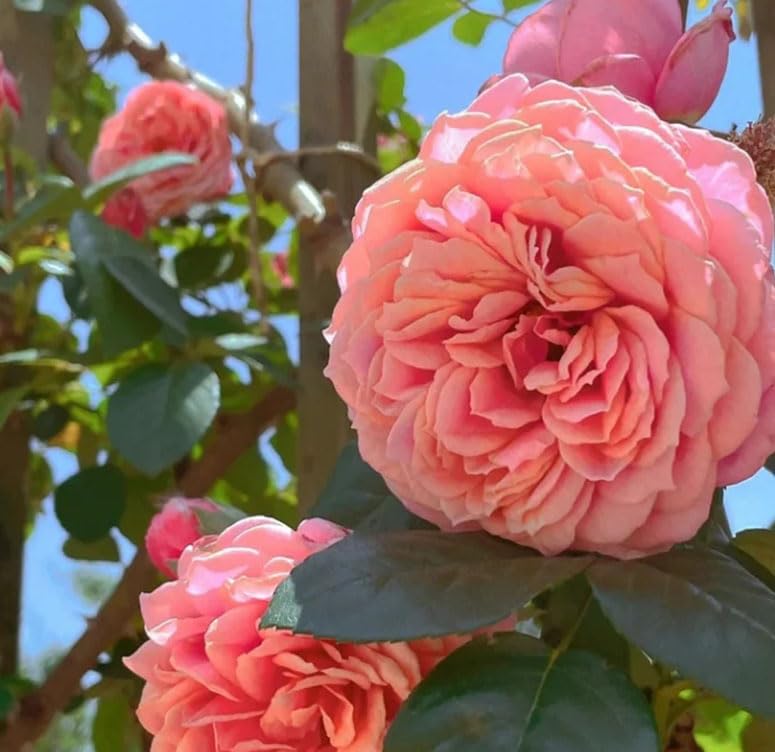 Includes Fertilizer - 500 Climbing Maniac Rose Seeds, Hardy