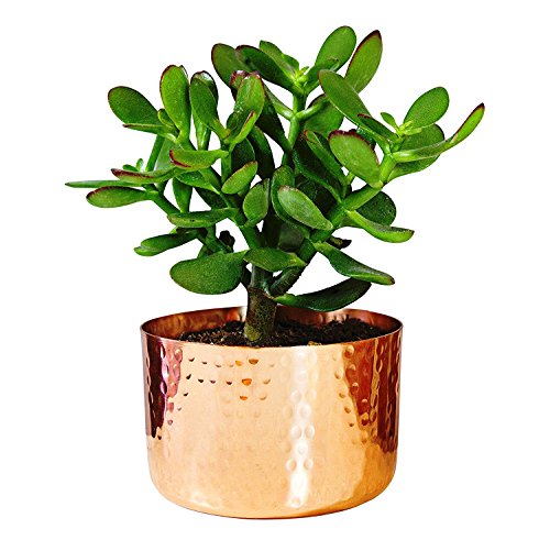 Alchemade 100% Pure Copper Hammered lanter - Beautiful Round Decorative Metal Pot Greate for Indoor & Oudoor use for Succulents, Cactus, Plants, and Flowers to add to Your Home Decor
