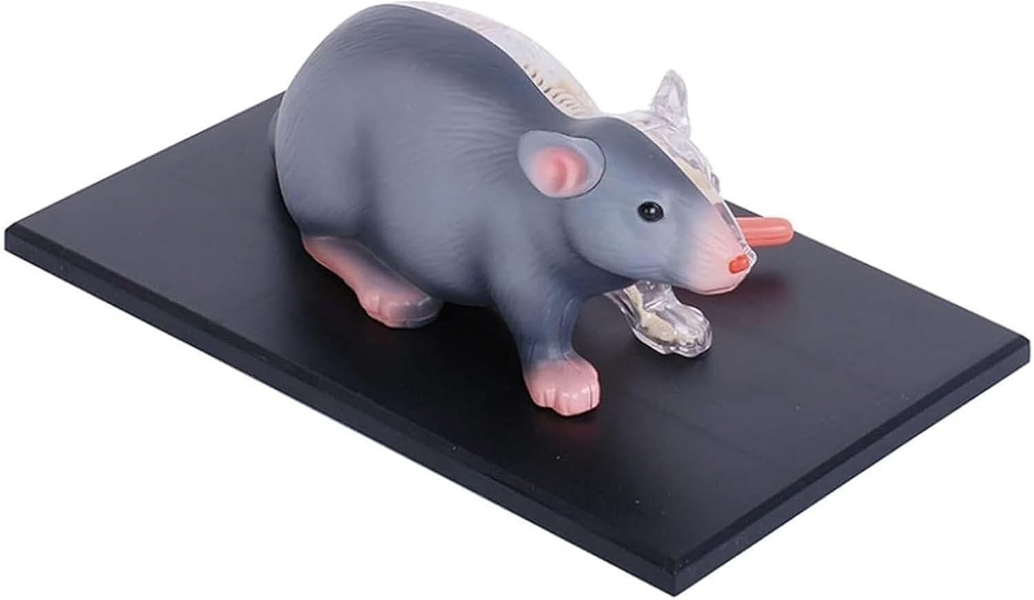 4D Mouse Anatomical Model with 29 Detachable Organs and Body Parts, Used As Educational and Medical Tools