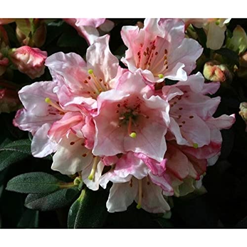 6 Wee Bee Dwarf Rhododendron SHRUBS Flowers