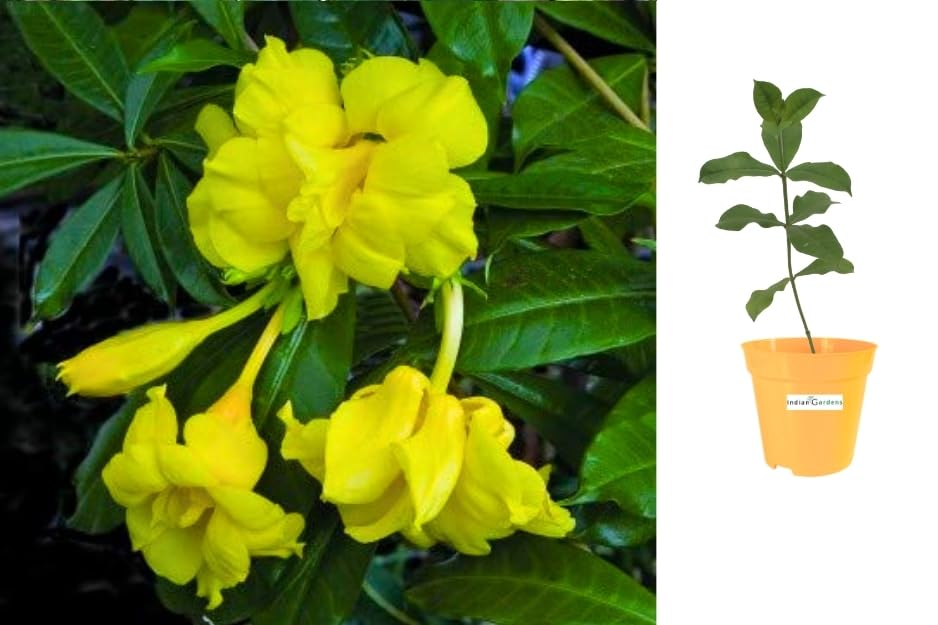 See full amazon price history chart for Indian Gardens - Allamanda Yellow Double/Allamanda cathartica live plant | Indoor & Outdoor Plant (6 inch Yellow) Indian Gardens - Allamanda Yellow Double/Allamanda cathartica live plant | Indoor & Outdoor Plant (6 inch Yellow) (B0CQK7G4KC) Amazon Price History, Amazon Price Tracker