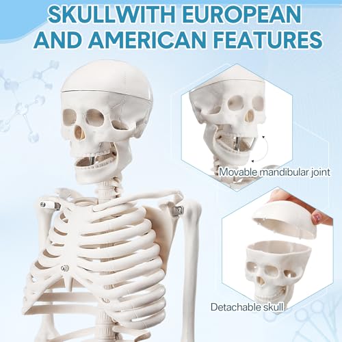 Image of Briwooody Human Skeleton Model for Anatomy 33.4'' Model Half Size Human Skeleton with Base Movable Arms and Legs for Students and Teachers