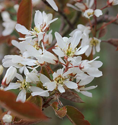 Kupfer Felsenbirne 80-100cm - Amelanchier lamarckii