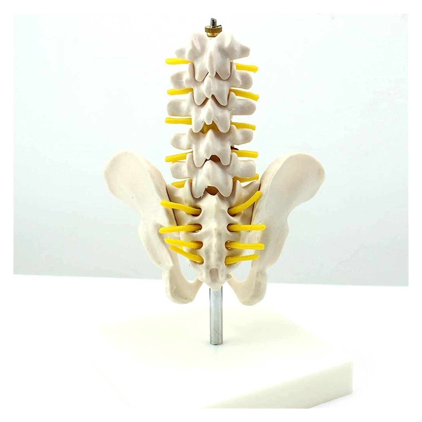 Model kości lędźwiowej Materiał PVC Anatomia człowieka Kość Medyczna Kość Nauka Dekoracja Statua