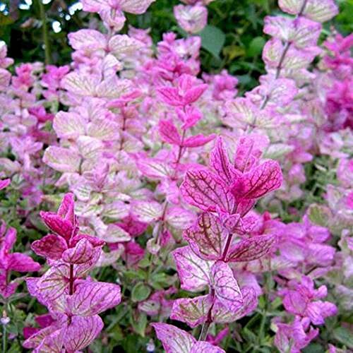 Clary Sage Pink Sundae Seeds